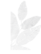 CMS