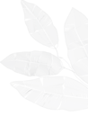 CMS